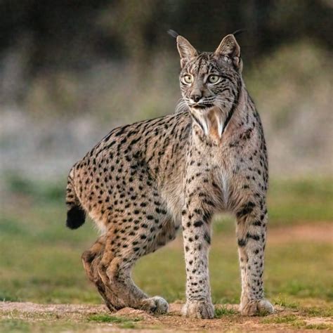 Iberian Lynx No Longer Endangered Birdguides