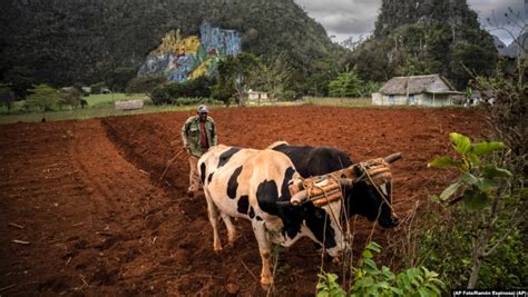 Campesinos Denuncian Que Sus Cosechas Se Pudren En El Campo Por