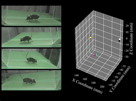 A Novel Method For Robust Markerless Tracking Of Rodent Paws In 3D