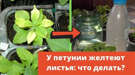 У петунии желтеют листья - что делать? - YouTube