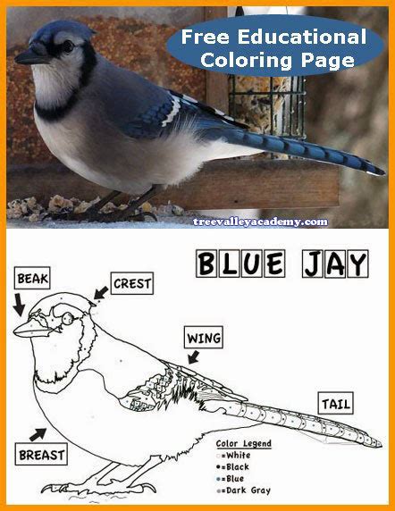 Blue Jay Coloring Sheet - Tree Valley Academy