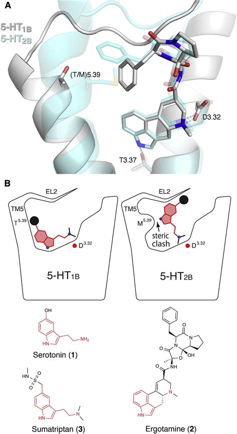 Structure Based Discovery Of Selective Serotonin 5 Ht1b Receptor Ligands Structure