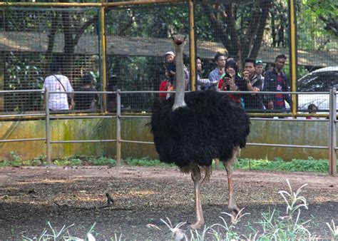 Ada Apa Di Kebun Binatang Ragunan Kini