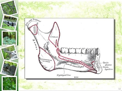 Anatomy of Submandibular Gland