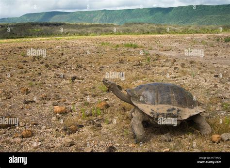 Volcan Alcedo Giant Tortoise Chelonoidis Nigra Vandenburghi Alcedo