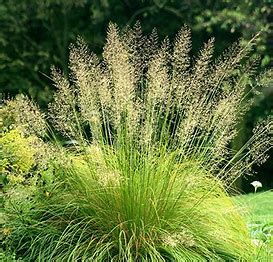 Prairie Dropseed Kent Conservation District