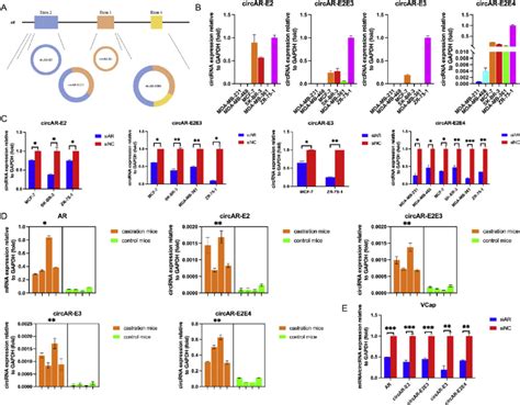 Circar E2e4 Is Regulated By Ar And Expresses Higher In Tnbc A The