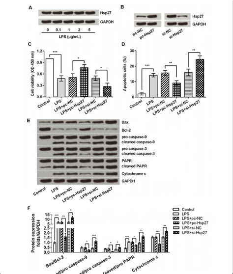 Hsp Mitigates Lps Induced Injury In Hk Cells A Hk Cells Were