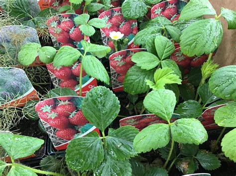 Strawberry ‘Honeoye’ – Kew Gardener