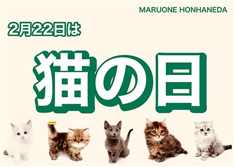 猫の日 】2月22日は猫の日！本羽田店の可愛いニャンコ様をご紹介 マルワンblog ペットショップ マルワン 小さめ子犬 美形な子猫