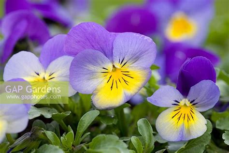 Viola Cornuta Endur Stock Photo By Fhf Greenmedia Image 0249016