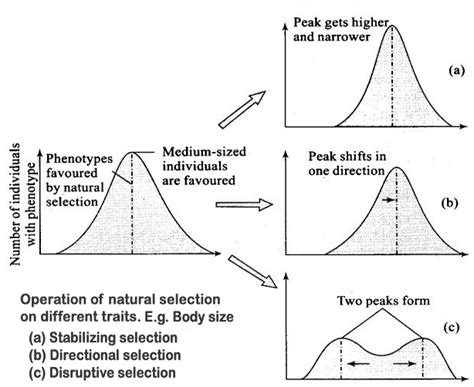 Evolution Notes Class Part Hardy Weinberg Principle