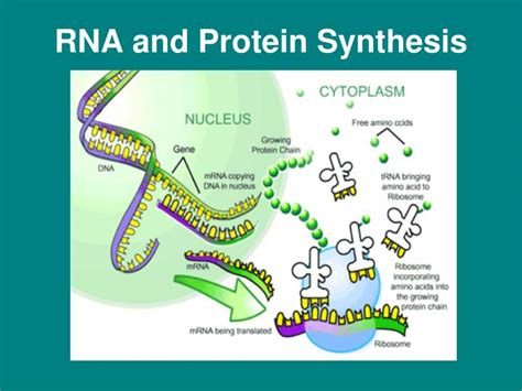 PPT - RNA and Protein Synthesis PowerPoint Presentation, free download ...