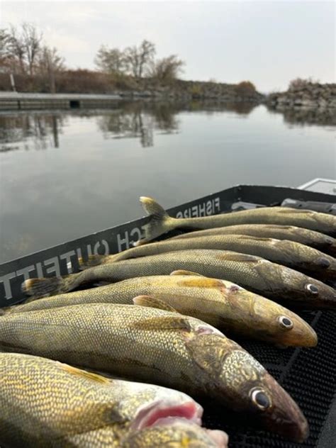 Columbia River Walleye 11/01/2023 – Fishers Catch Outfitters