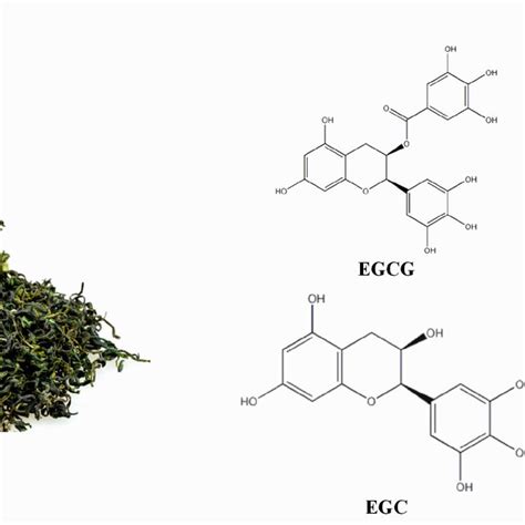 Green Tea And Structures Of Major Components Egcg Ecg Egc And Eg