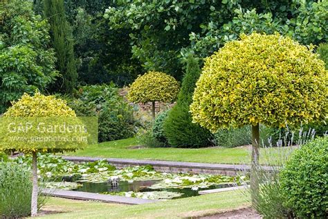 Gap Gardens Variegated Clipped Holly Standards Ilex X Altaclerensis