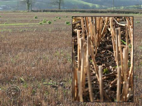 Good Barn Owl habitat - The Barn Owl Trust