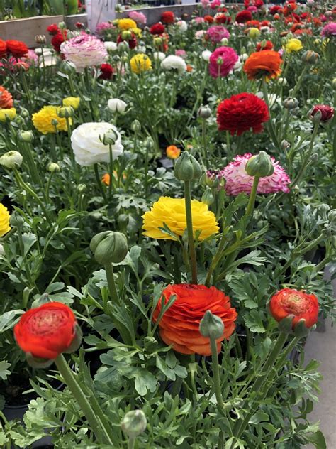 5 Assorted Ranunculus - Mixed Colors