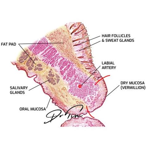 Anatomy Of Lip Skin at Frances Tina blog