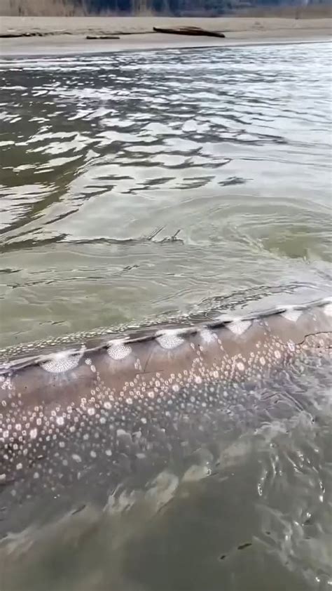 The Loch Ness Monster Visiting Canada Captured Video In Beluga