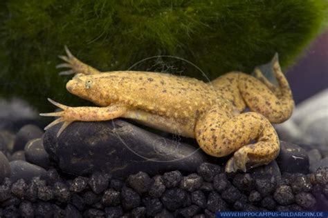 Xenopus Tropicalis Alias Western Clawed Frog Hippocampus Bildarchiv