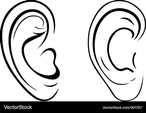 Human Ear Royalty Free Vector Image Vectorstock