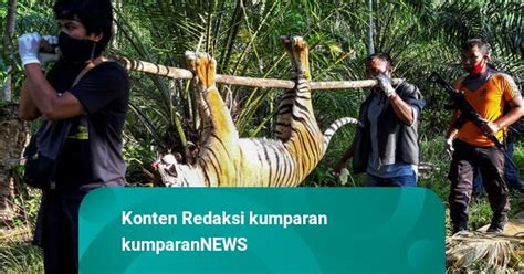 Foto Harimau Sumatera Di Aceh Ditemukan Mati Diduga Diracun Kumparan