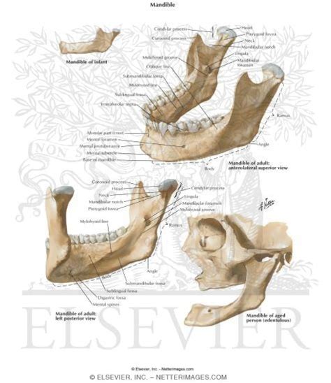 Mandible