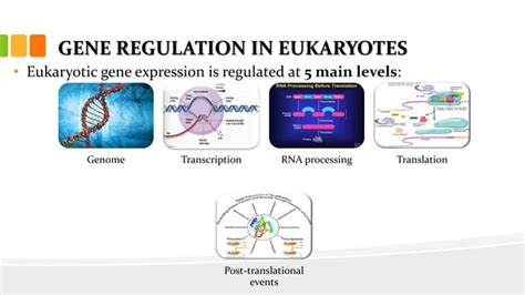 Gene Regulation In Eukaryotes Ppt