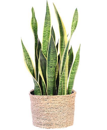 Snake Plant House Plant | All House Plants | Flower Shop Network