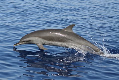 Frasers Dolphin Also Known As The Sarawak Dolphin The Fr Flickr