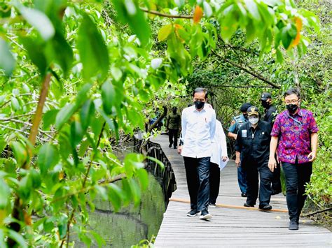 Jokowi Siapkan Hutan Mangrove Di Tahura Ngurah Rai Jadi Destinasi