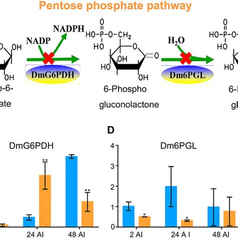 Determination of glucose-6-phosphate dehydrogenase (G6PDH) enzymatic ...