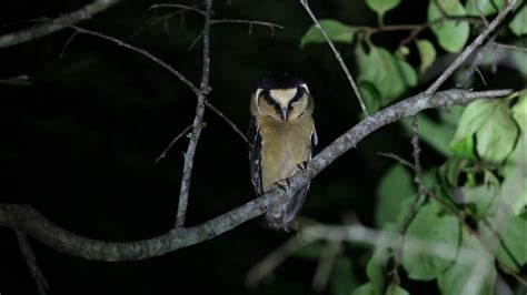 Caburé Acanelado Aegolius Harrisii Buff Fronted Owl Youtube