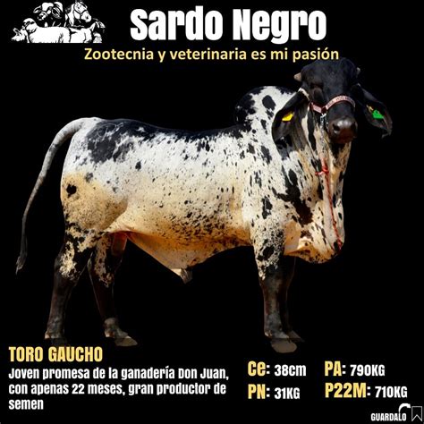 puede el pastor sardo ser negro