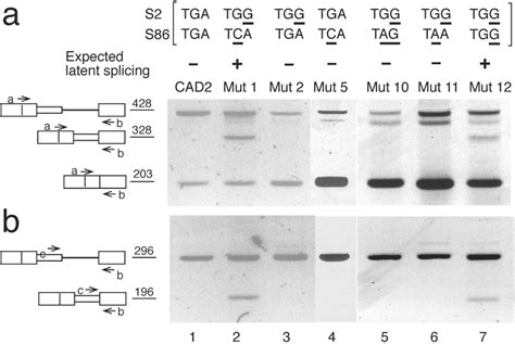 Stop Codons Affect 5′ Splice Site Selection By Surveillance Of Splicing