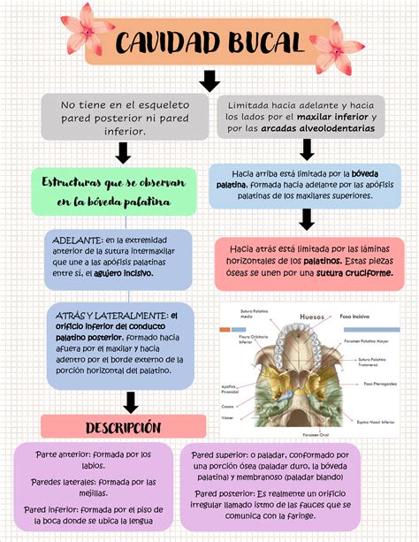 Mapa Conceptual De Cavidad Bucal 60 Studocu Images And Photos Finder