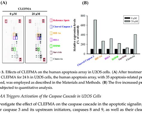 Effects Of Clefma On The Apoptosis Of U Os And Hos Cells A U Os And