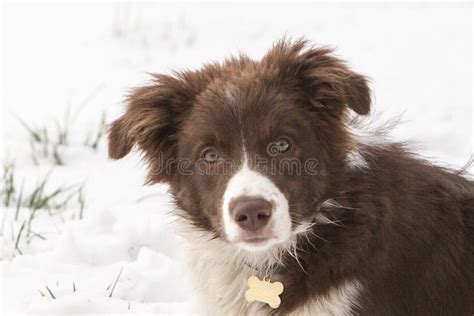 McNab Border Collie and a Blue Heeler Mix Standing on the Beach at the ...