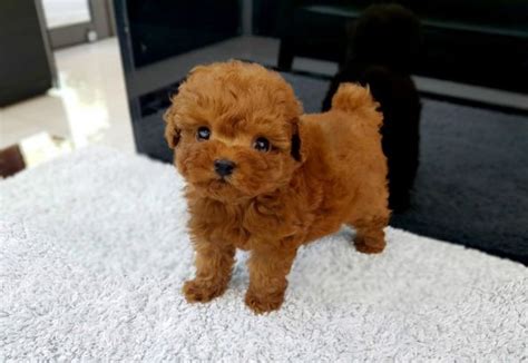 Micro Toy Poodle Puppies For Sale Los Angeles