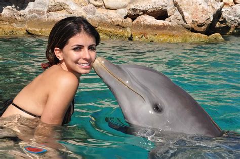 Dolphin Encounter In Cura Ao Curacao Activities