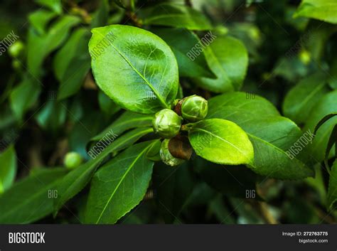 Seeds Camellia - Image & Photo (Free Trial) | Bigstock