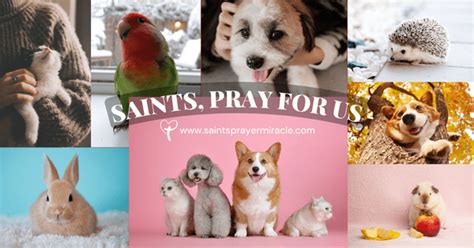 St Francis Of Assisi (Prayer For Animals Pets) - Saints Prayer Miracle