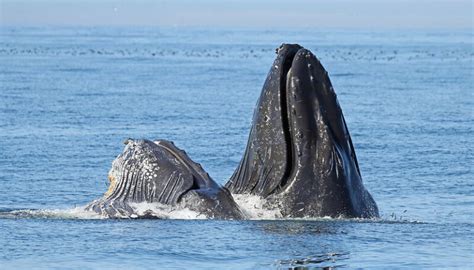 Pod Life: Do Humpback Whales Travel In Pods? - MarinePatch