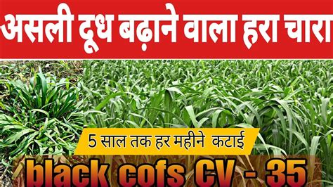 Best Multicut Fodder Bajra Chari बार बार कटाई वाली ज्वार चरी Multicut Fodder Sorghum Sudan