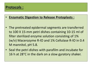 Protoplast Isolation and Culture.pptx