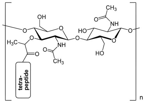 Peptidoglycan (Murein) - Definition, Structure & Function | Biology Dictionary