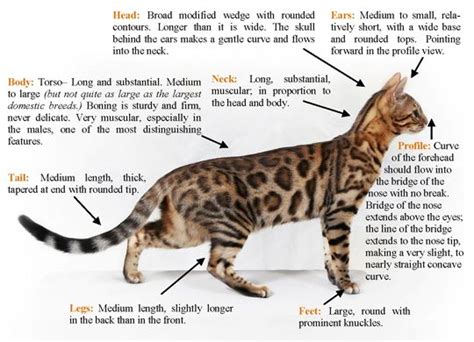 Snow Bengal Cat Facts | silver bengal cat