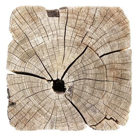 Cross Section Of Tree Trunk Isolated On White Stock Photo By