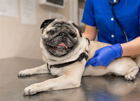 Aspiration Pneumonia in Dogs | PetMD